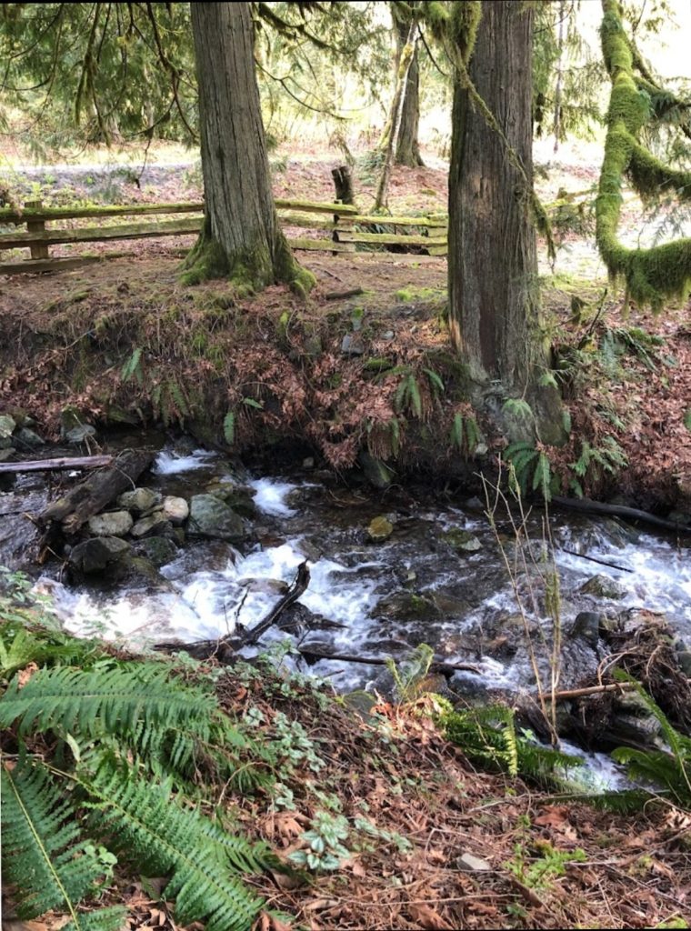 A serene stream flows through a lush forest, surrounded by tall trees and vibrant ferns, creating a tranquil natural scene.